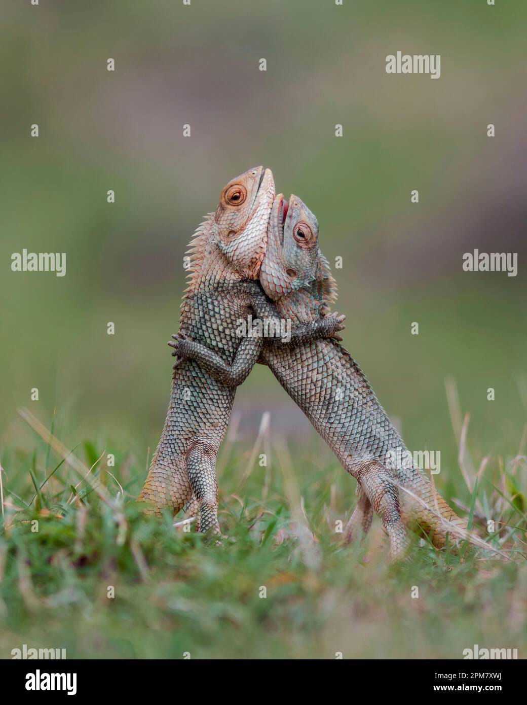 Des images COMIQUES montrent comment un lézard passionné a mené une impressionnante exposition de vaisseau judiciaire avant de gagner son amant avec un hug ludique. Banque D'Images