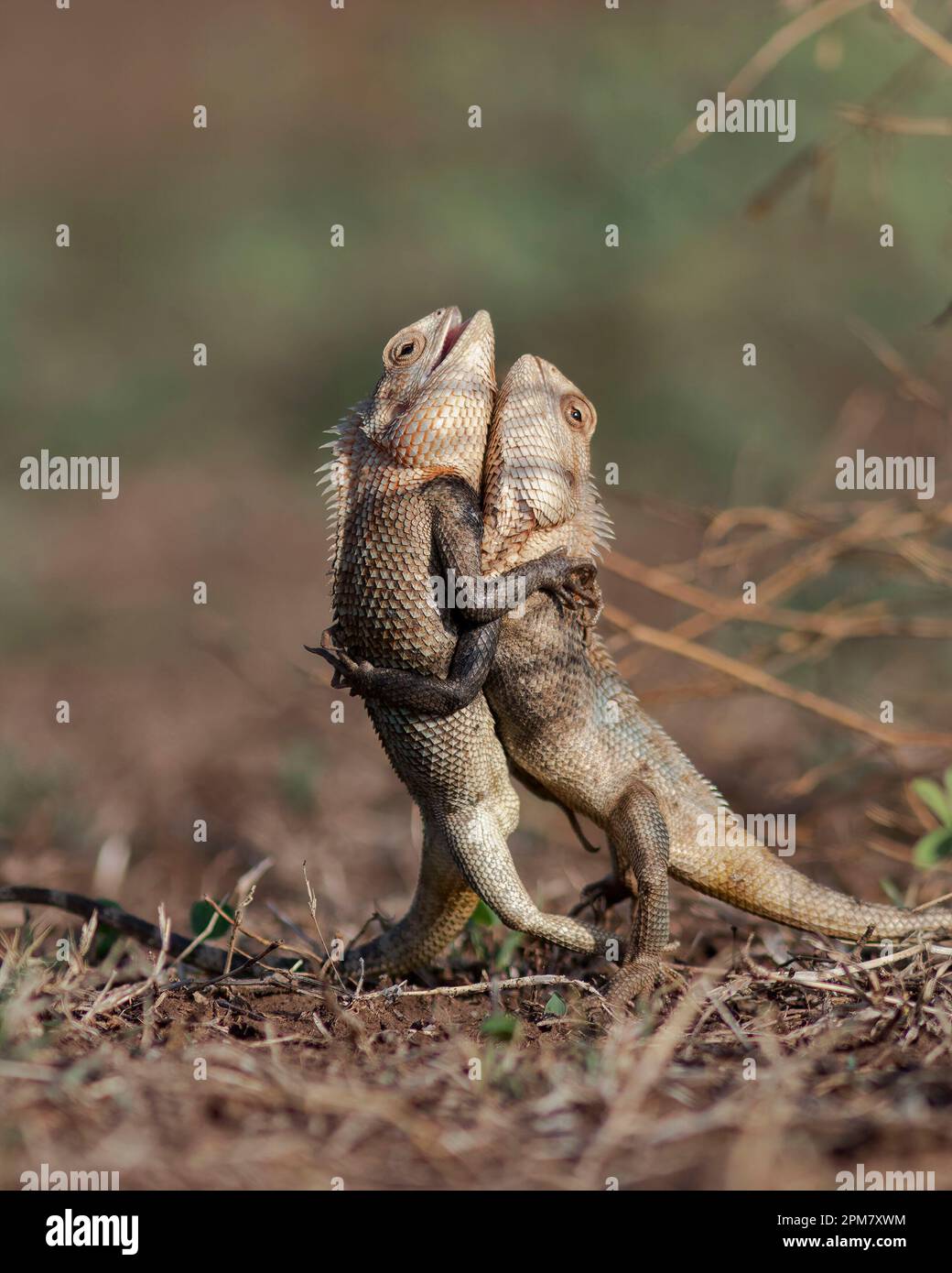 Des images COMIQUES montrent comment un lézard passionné a mené une impressionnante exposition de vaisseau judiciaire avant de gagner son amant avec un hug ludique. Banque D'Images