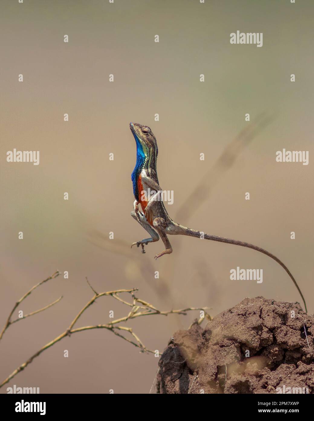 Des images COMIQUES montrent comment un lézard passionné a mené une impressionnante exposition de vaisseau judiciaire avant de gagner son amant avec un hug ludique. Banque D'Images