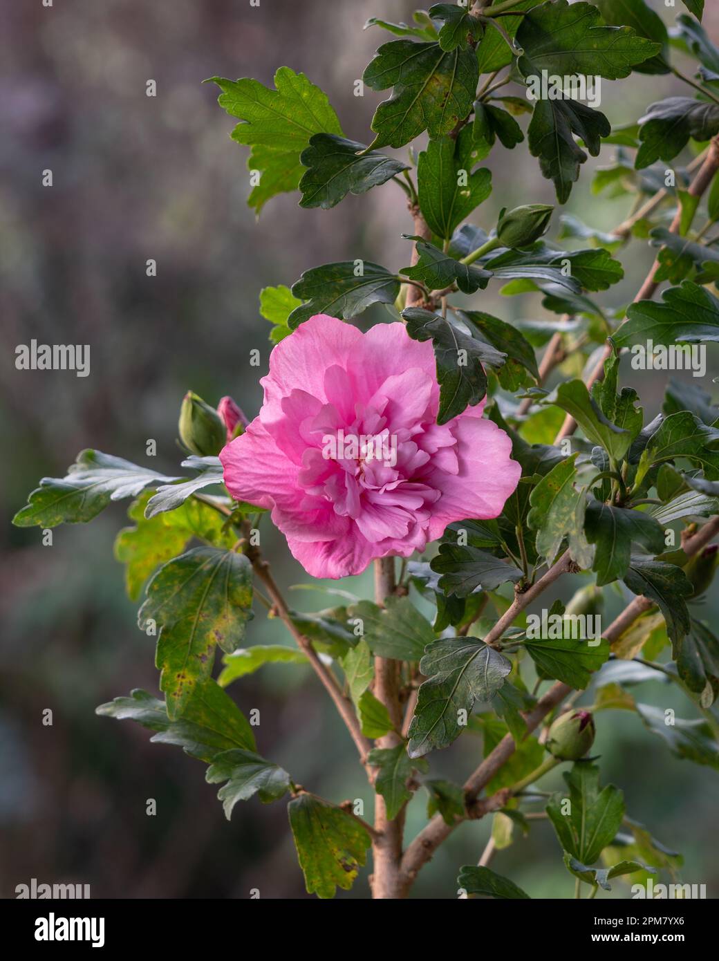 Vue rapprochée de la fleur rose vif double de l'hibiscus syriacus aka arbuste althea ou de la fleur rose qui fleurit à l'extérieur sur fond naturel Banque D'Images