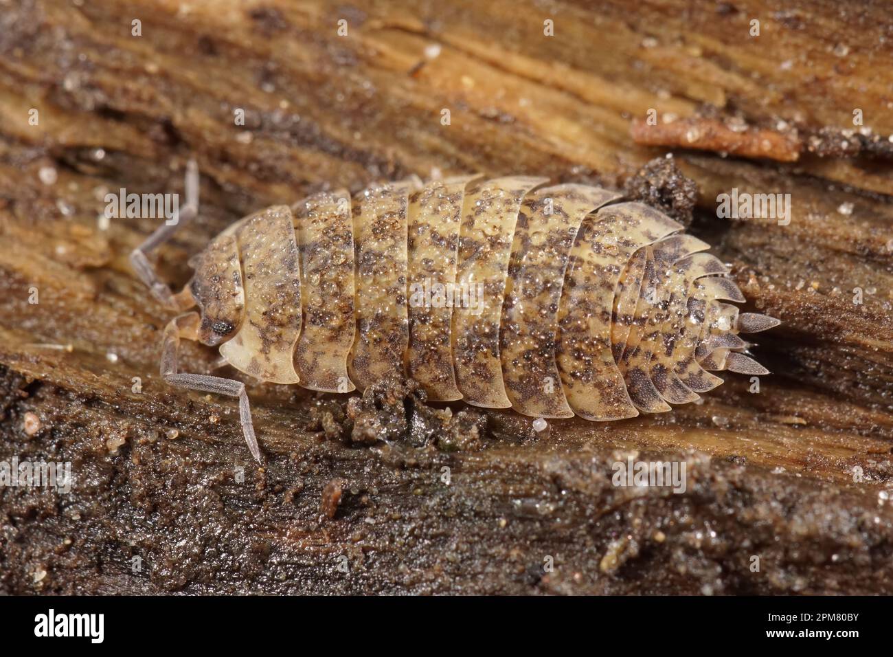 Gros plan naturel sur une souris en bois rugueuse de couleur anormale, scaber Porcellio assis sur le bois Banque D'Images