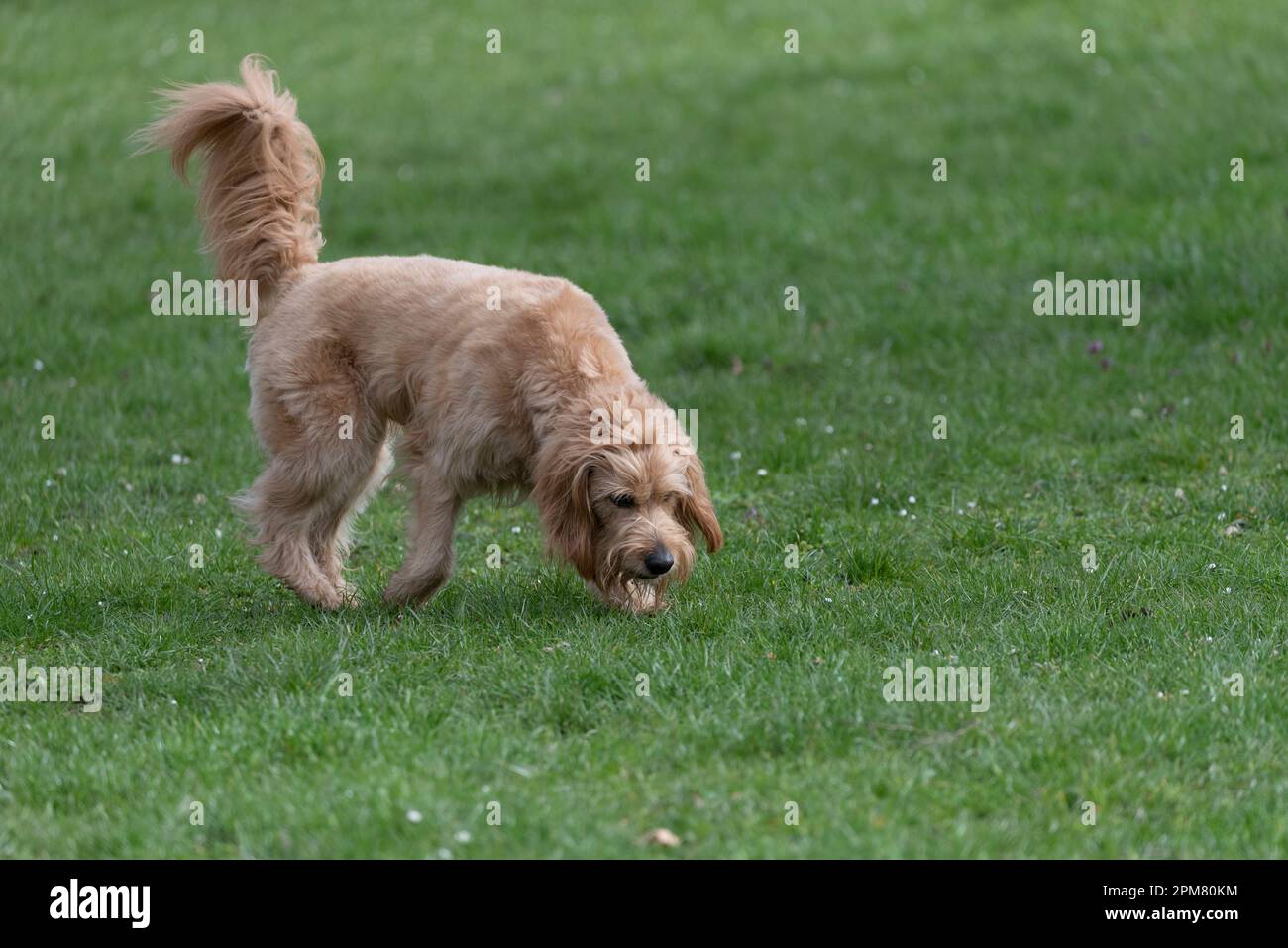 Mini Goldendoodle, sniffing sur le pré, considéré comme le chien approprié pour les personnes allergiques, croisement entre Golden Retriever et Poodle. Banque D'Images