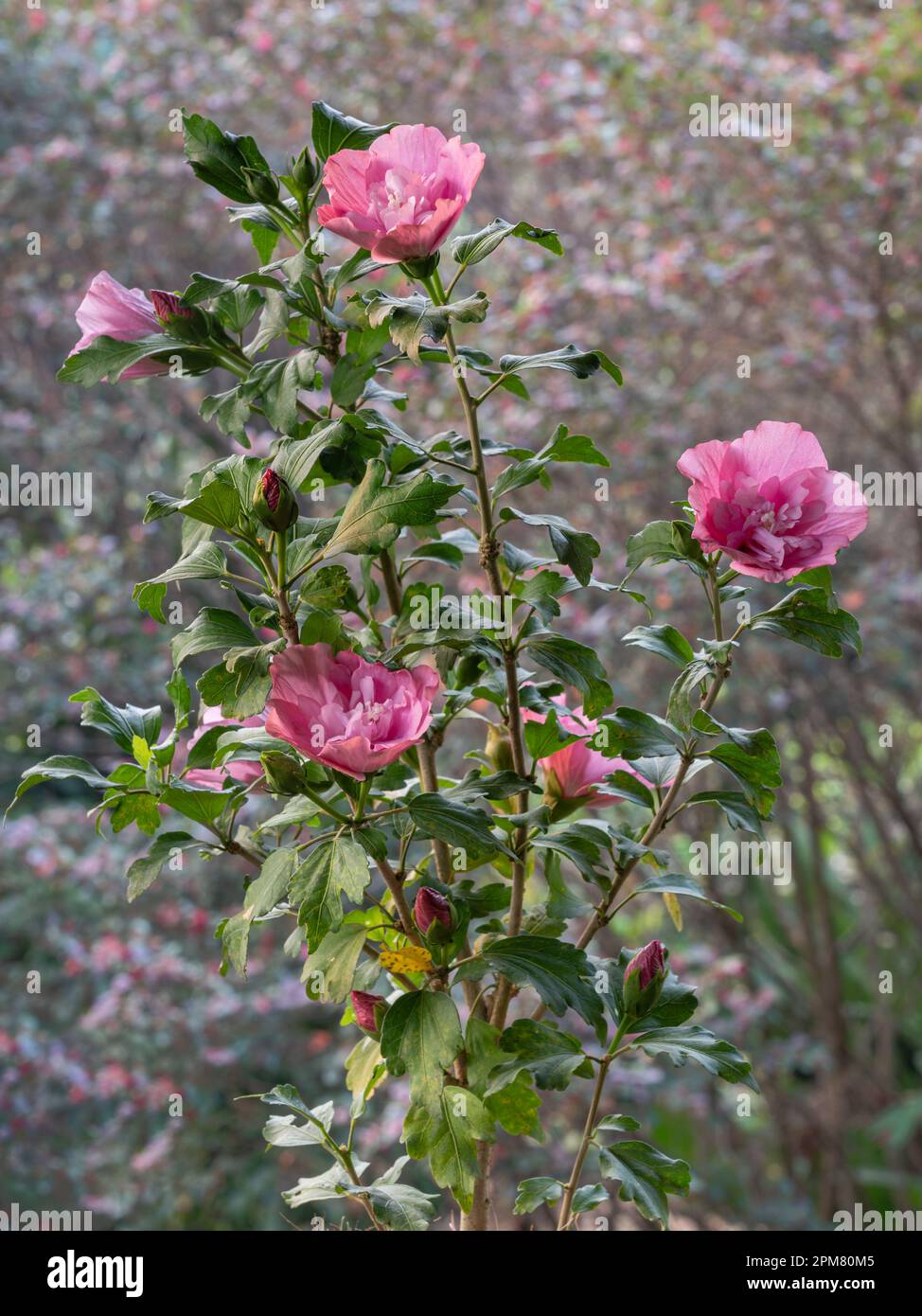 Vue de la jeune hibiscus syriacus plante alias arbuste althea ou mouchelier rose qui fleurit à l'extérieur avec des fleurs doubles rose vif sur fond naturel Banque D'Images