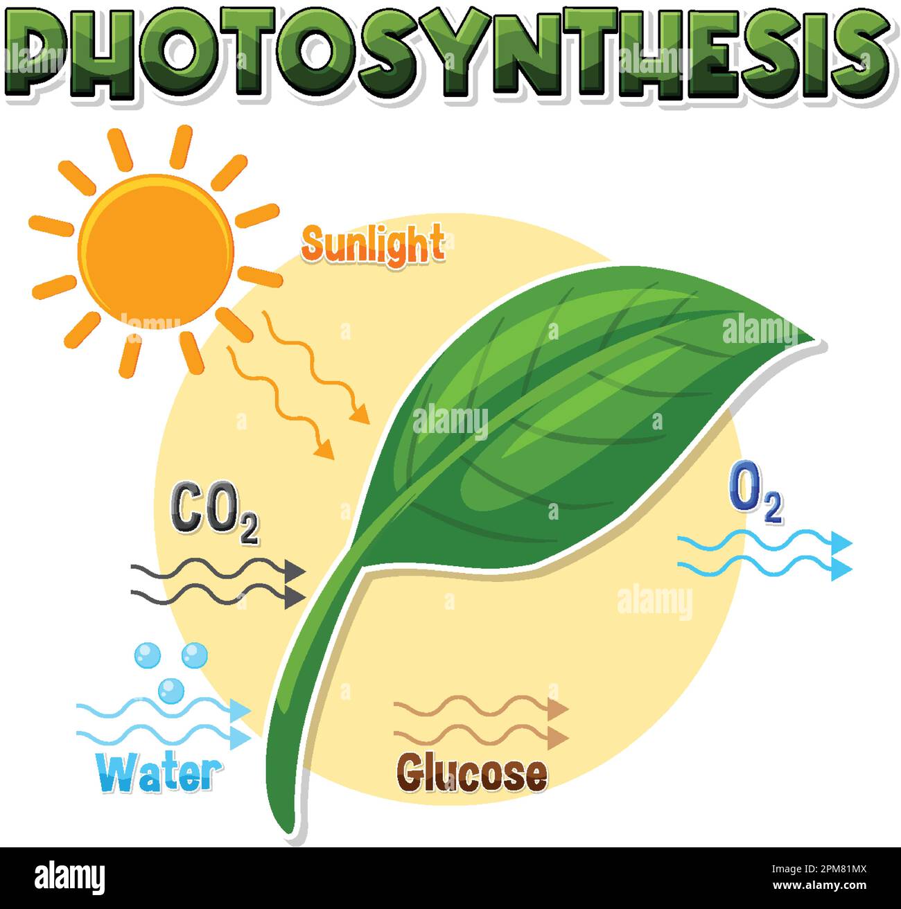 Diagramme de la photosynthèse pour illustration de l'enseignement de la biologie et des sciences de la vie Illustration de Vecteur
