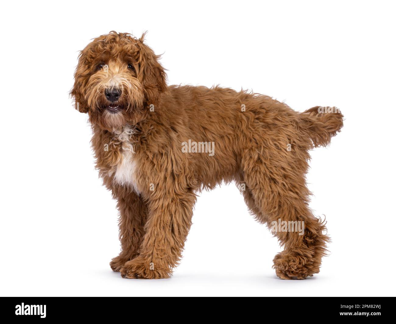 Mignon Cobberdog aka Labradoodle chien, debout sur les côtés. En souriant. isolé sur fond blanc. Banque D'Images