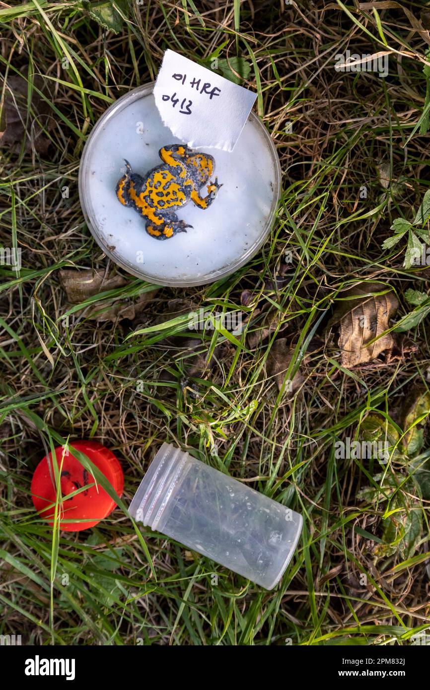 France, Isère, Réserve naturelle française du HautRhône, surveillance