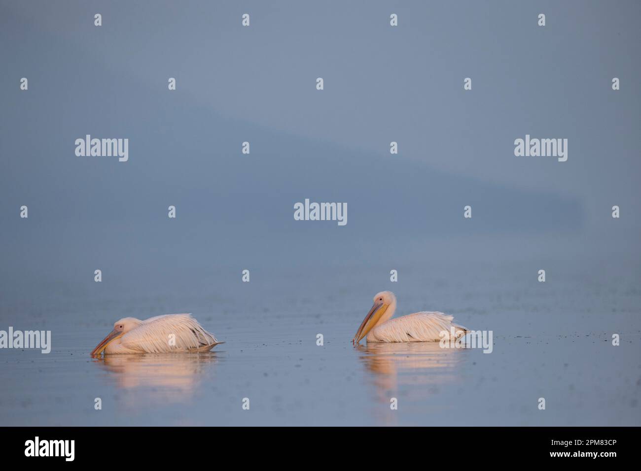 Grèce, Macédoine, lac de Kerkini, pélican blanc (Pelecanus onocrotalus) Banque D'Images