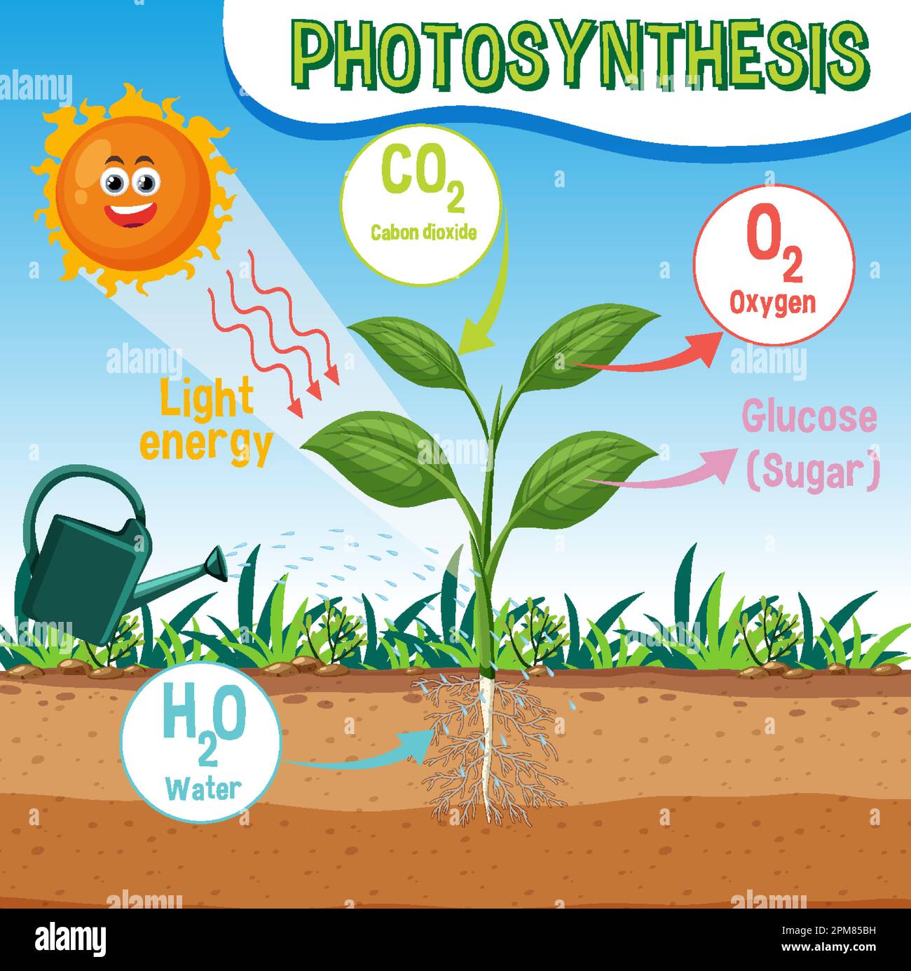Diagramme de la photosynthèse pour illustration de l'enseignement de la biologie et des sciences de la vie Illustration de Vecteur