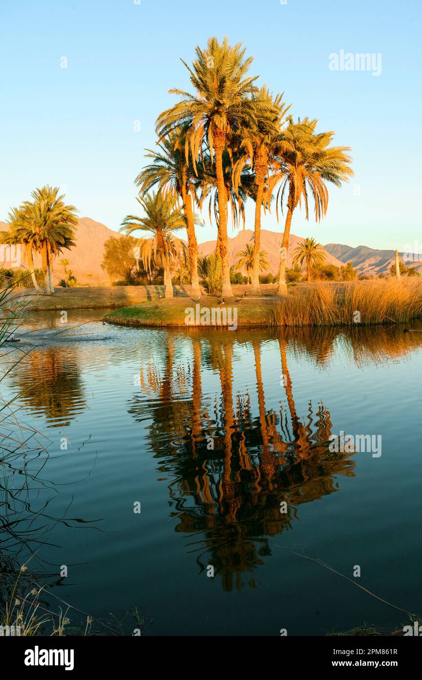 États-Unis, Californie, région de Greater Palm Springss, terrain de golf à Borrego Springs Resort & Spa Banque D'Images