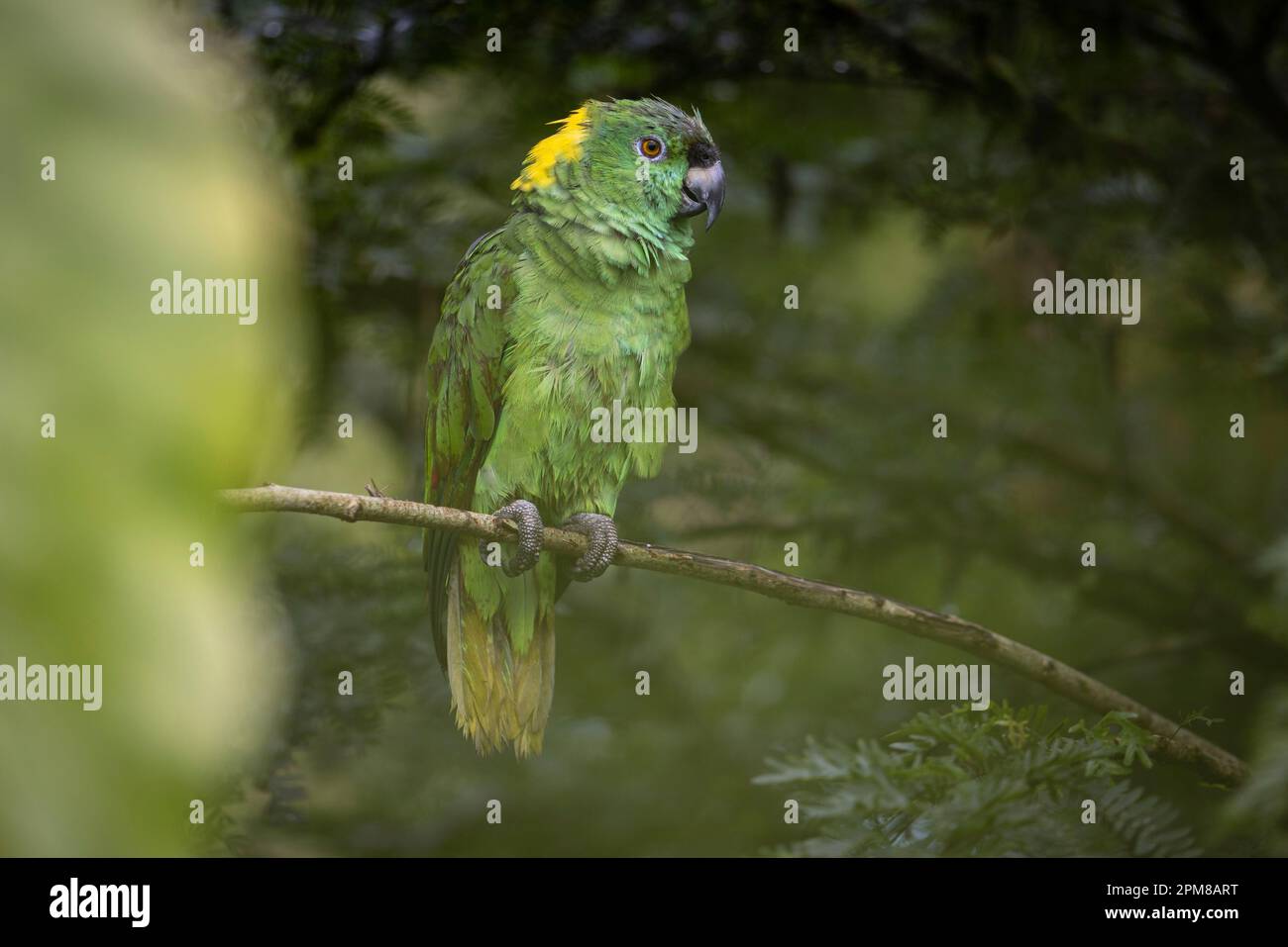 Costa Rica, province d'Alajuela, parc national du volcan Tenorio, perroquet, perroquet doré (Amazona auropalliata) Banque D'Images