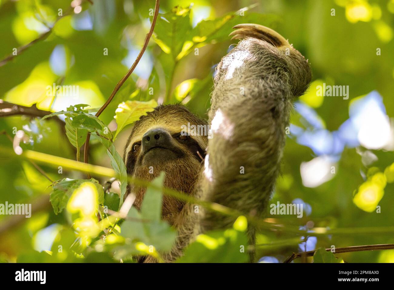 Costa Rica, province de Puntarenas, parc national Manuel Antonio, Sloth à gorge brune (Bradypus variegatus), 3 doigts Banque D'Images