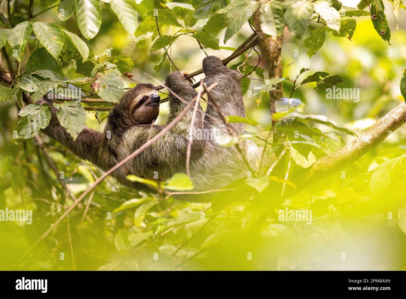 Costa Rica, province de Puntarenas, parc national Manuel Antonio, Sloth à gorge brune (Bradypus variegatus), 3 doigts Banque D'Images