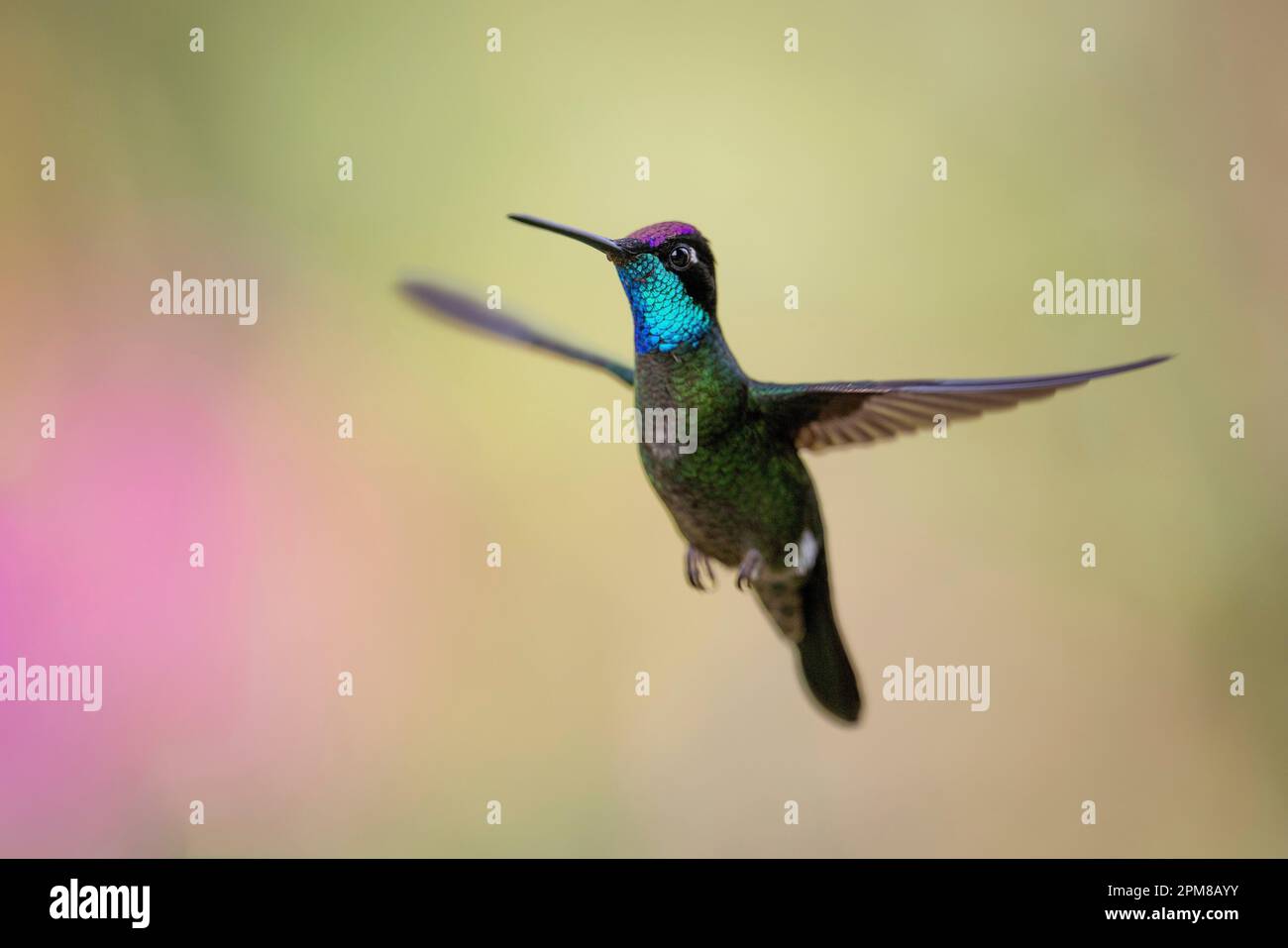 Costa Rica, José; San Gerardo de Dota; colibri de Rivoli (Eugenes fulgens) Banque D'Images