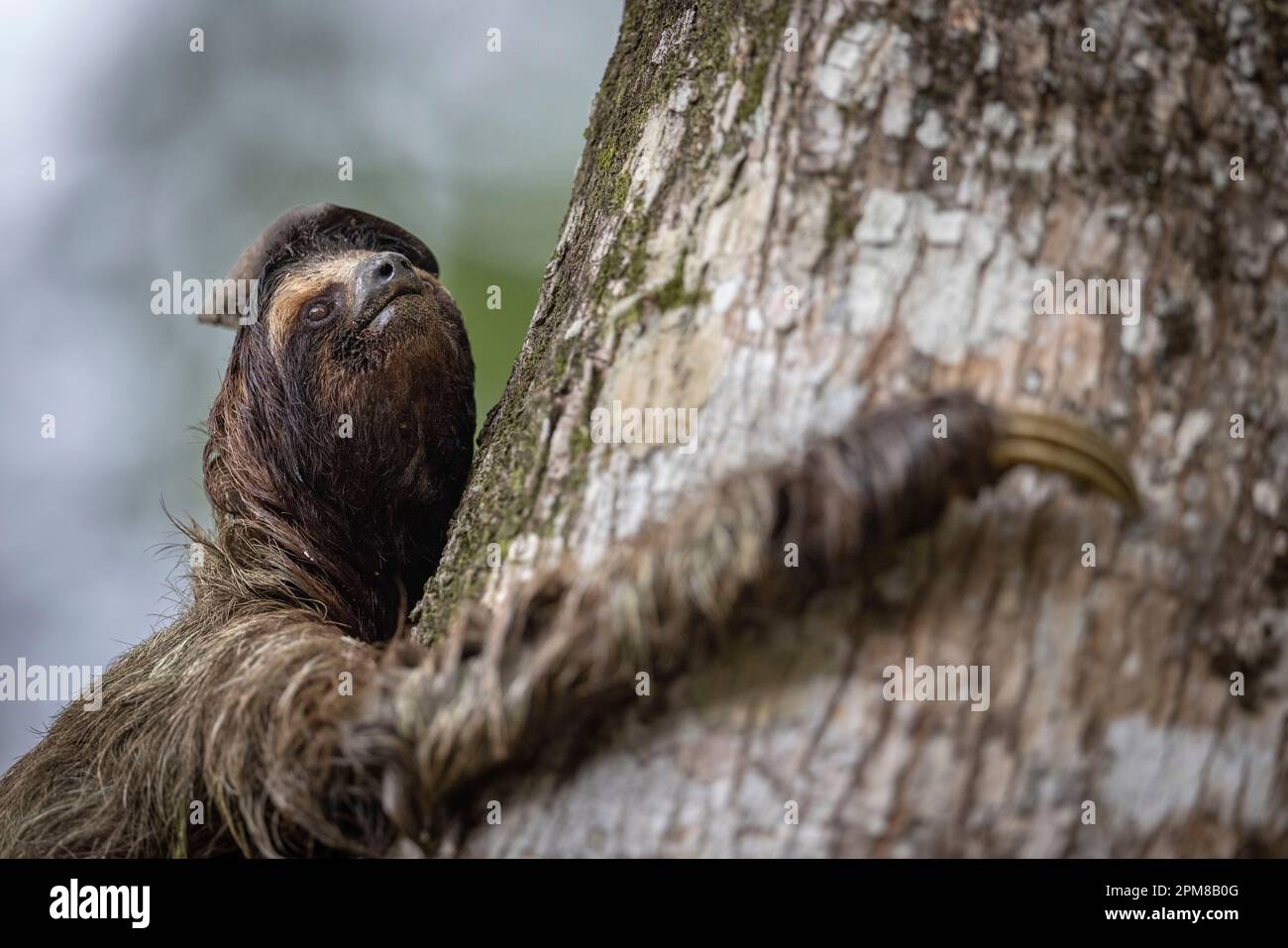 Costa Rica, province de Limon, parc national de Cahuita, Sloth à gorge brune (Bradypus variegatus), 3 doigts Banque D'Images