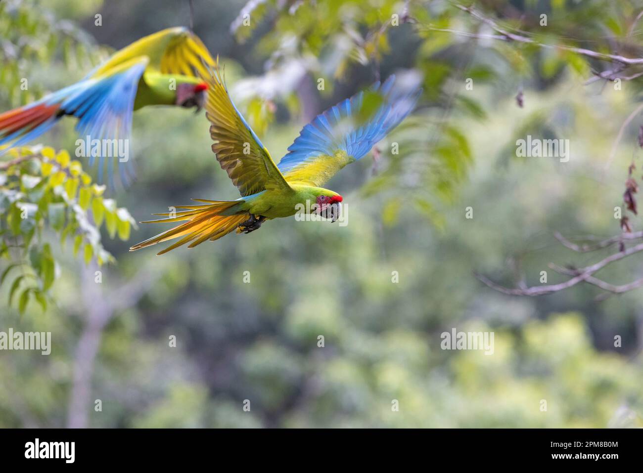 Costa Rica, province de Limon, Buffon's Macaw (Ara ambiguus) dans la forêt tropicale de la côte des Caraïbes Banque D'Images