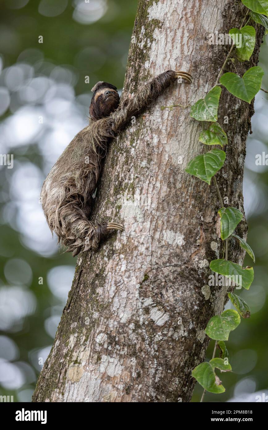 Costa Rica, province de Limon, parc national de Cahuita, Sloth à gorge brune (Bradypus variegatus), 3 doigts Banque D'Images