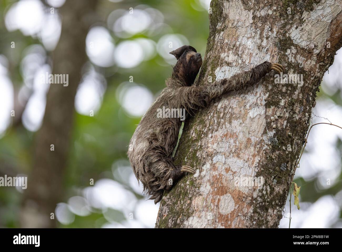 Costa Rica, province de Limon, parc national de Cahuita, Sloth à gorge brune (Bradypus variegatus), 3 doigts Banque D'Images