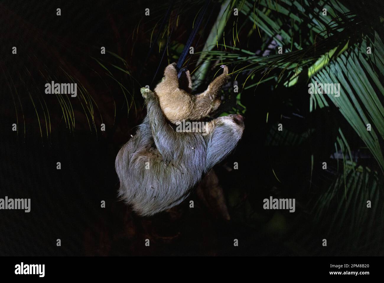 Costa Rica, province de Limon, parc national de Cahuita, Hoffmann's Sloth ou Hoffmann's Unau (Choloepus hoffmanni hoffmanni) Banque D'Images