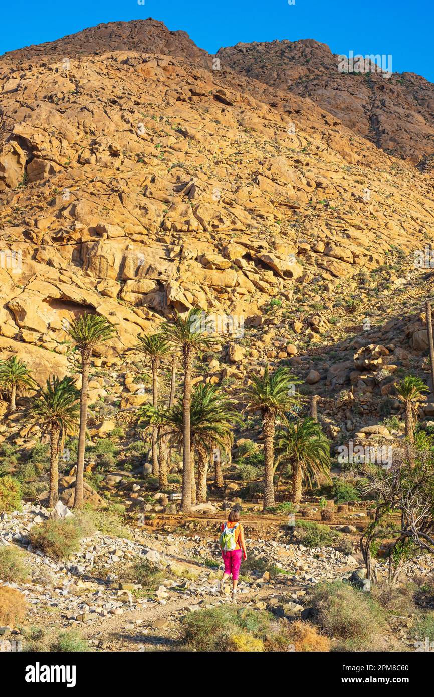 Espagne, îles Canaries, Fuerteventura, parc rural de Betancuria, randonnée dans le Barranco de las Peñitas Banque D'Images