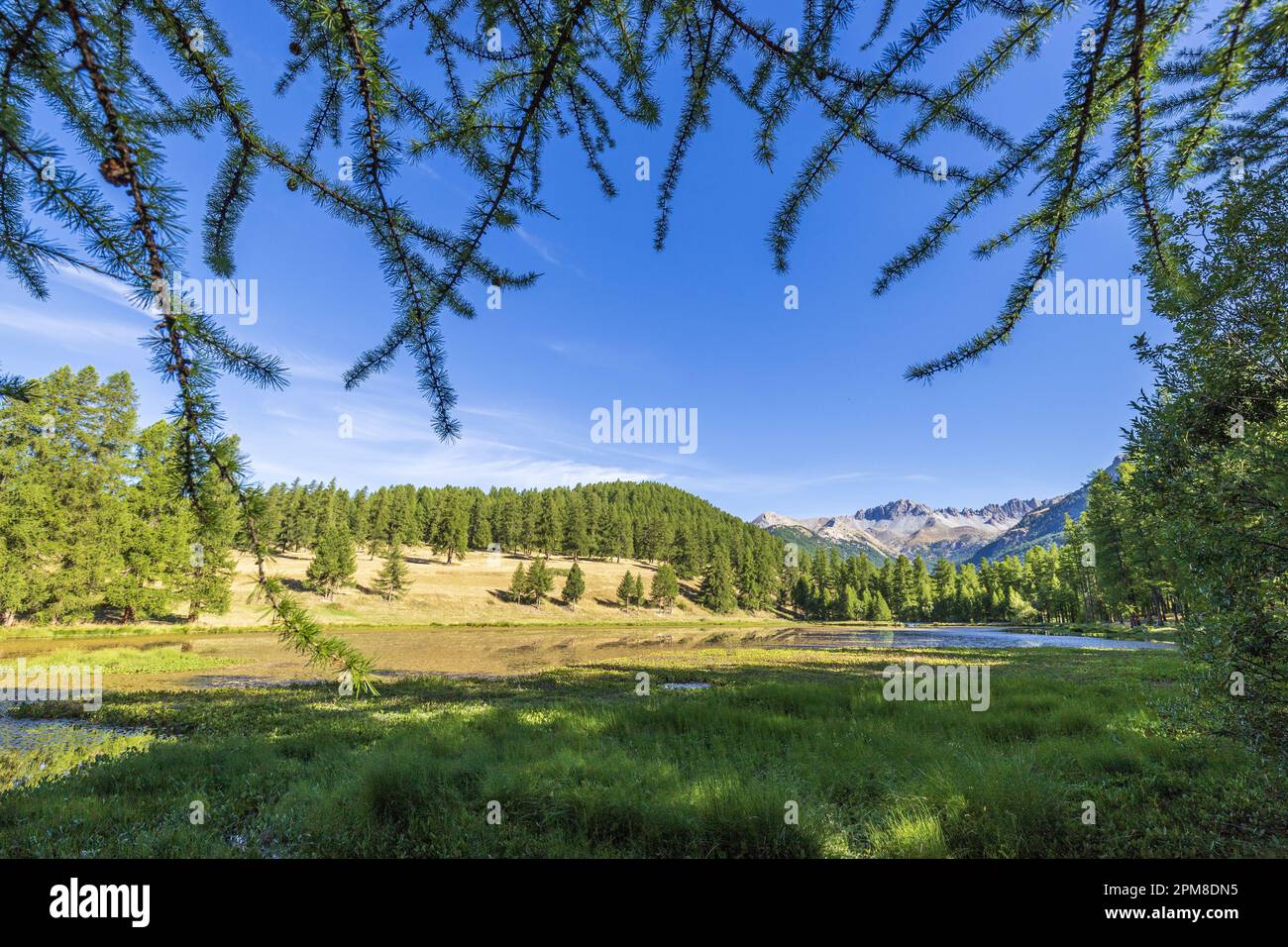 France, Hautes-Alpes, Réserve naturelle régionale de Queyras, lac de Roue (1854 m) entourée d'une forêt de Larch (Larix decidua) Banque D'Images