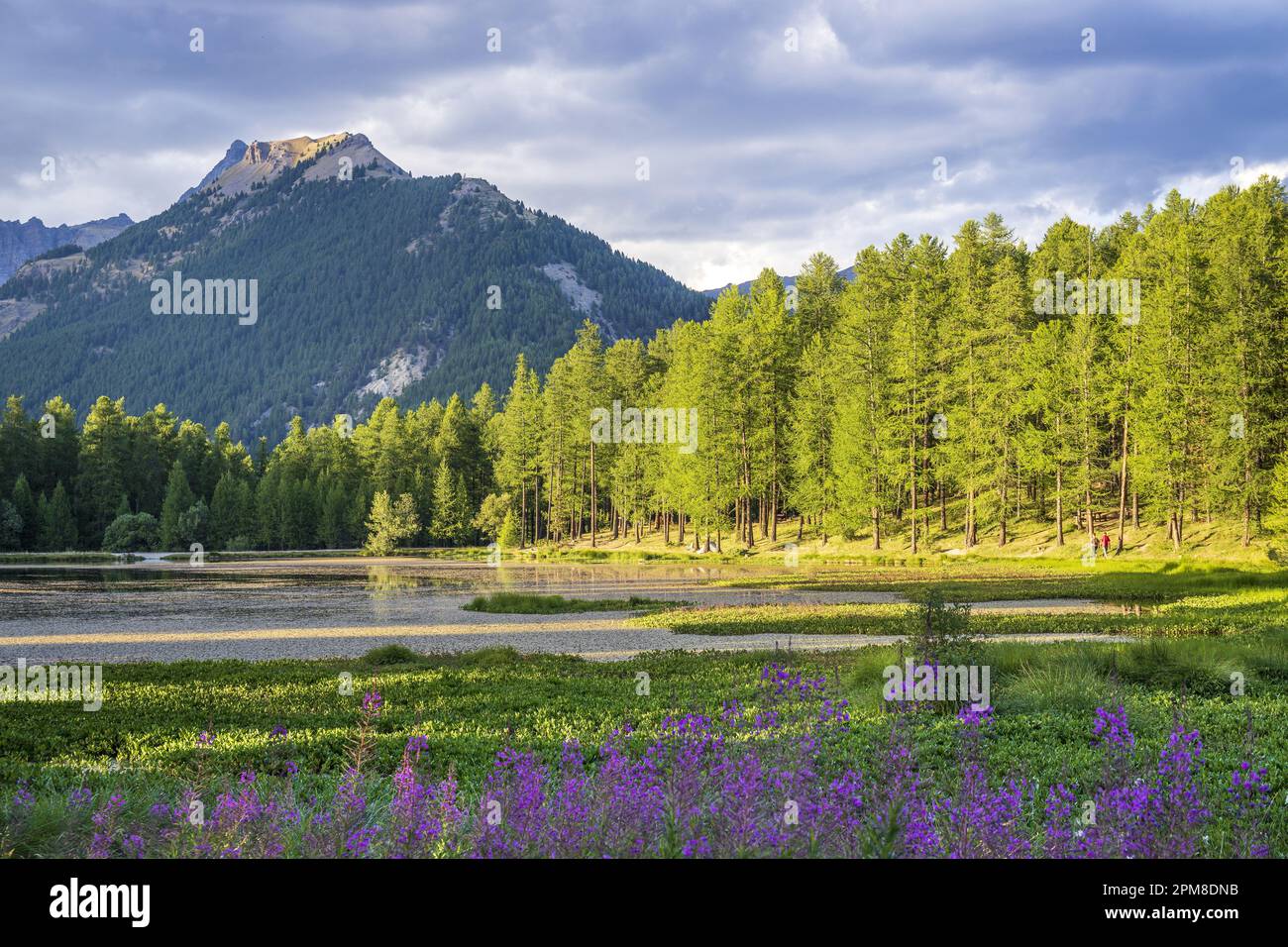 France, Hautes-Alpes, Réserve naturelle régionale de Queyras, lac de Roue (1854 m) entourée d'une forêt de Larch (Larix decidua) Banque D'Images