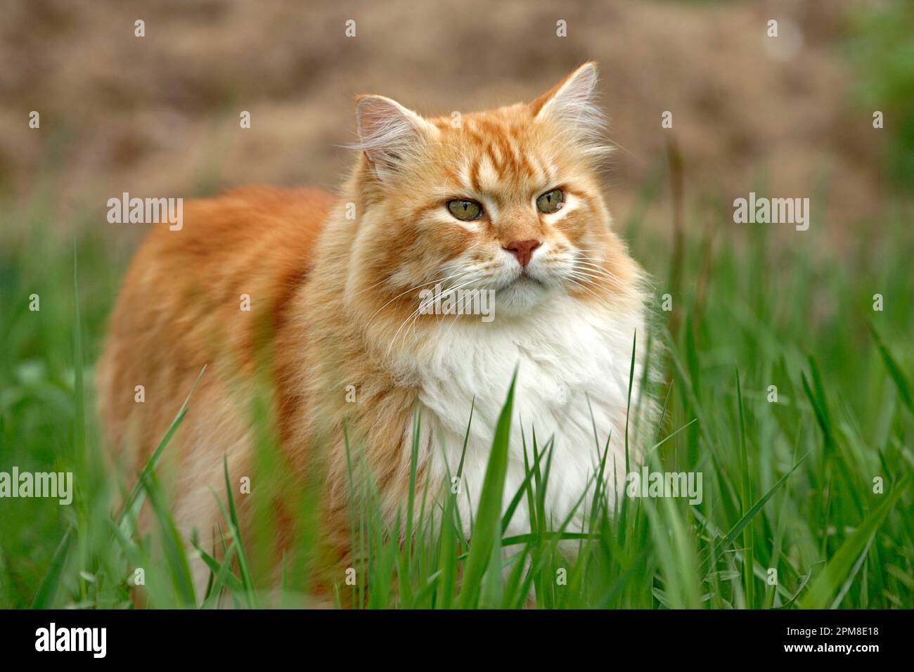 Tomcat Ginger tabby, poitrine blanche debout dans l'herbe haute, chasse Banque D'Images