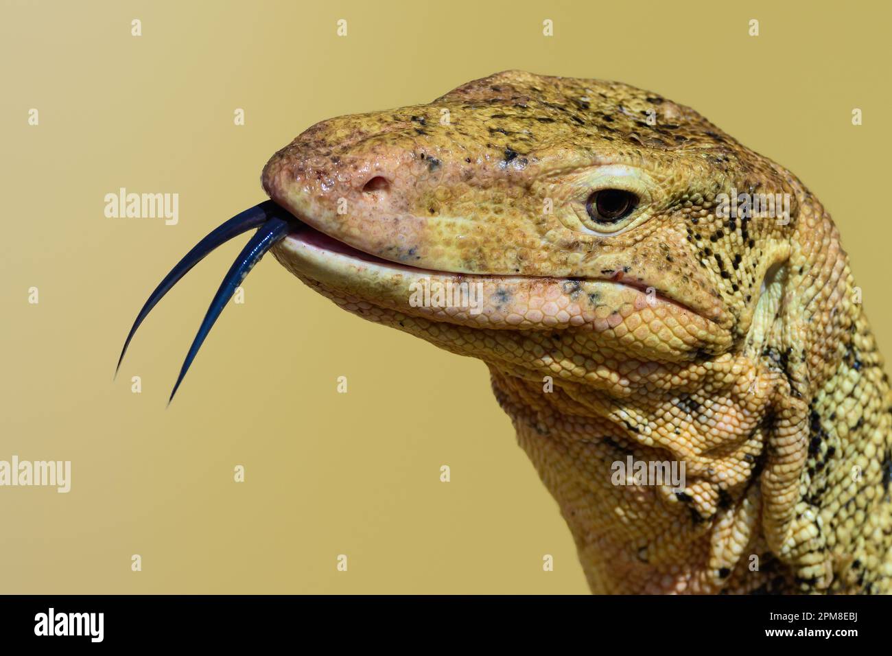Surveiller le lézard. Gros plan sur un grand moniteur d'eau asiatique originaire d'Asie du Sud et du Sud-est. Tête montrant la languette fendue. Banque D'Images