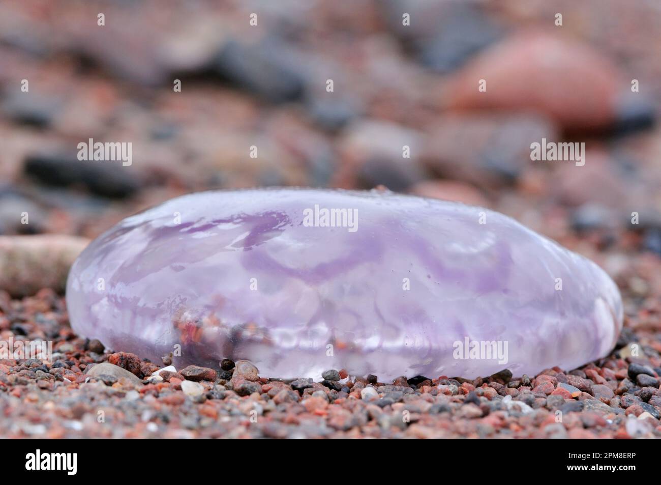 Méduses communes / méduses lunaires (Aurelia aurita) échoués sur la rive, Moray Firth, Écosse, juillet Banque D'Images