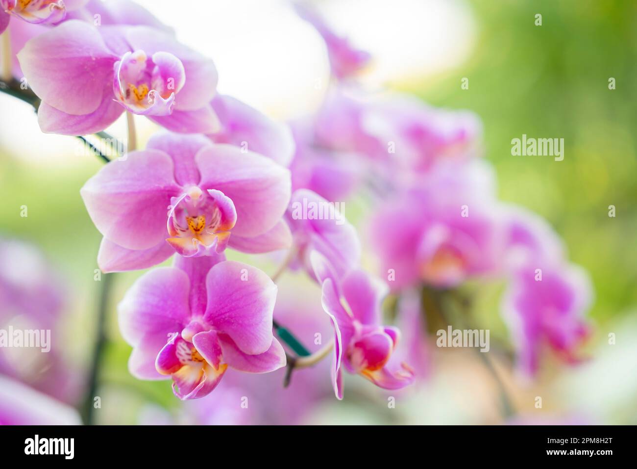 Belle orchidée en fleurs roses fleurs en macro. Banque D'Images