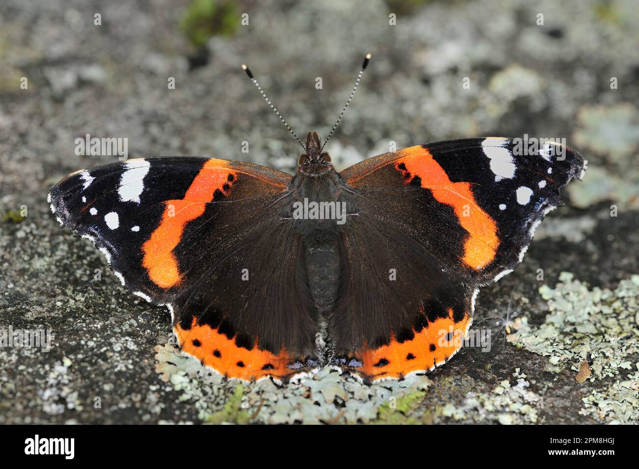 Red Admiral Butterfly (Vanessa atalanta) se basant sur la surface chaude d'une roche avec des ailes étirées, Dumfries et Galloway Forest Park, Écosse Banque D'Images