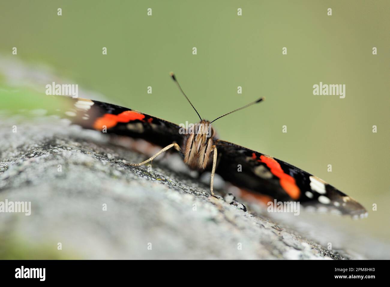Red Admiral Butterfly (Vanessa atalanta) se basant sur la surface chaude d'une roche avec des ailes étirées, Dumfries et Galloway Forest Park, Écosse Banque D'Images