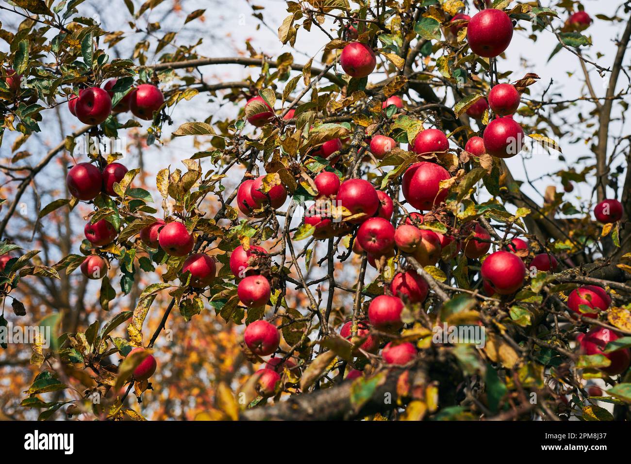Pommier avec beaucoup de pommes juteuses rouges mûres dans le verger. Temps de récolte en campagne. Apple fruits frais et sains prêts à cueillir à l'automne Banque D'Images