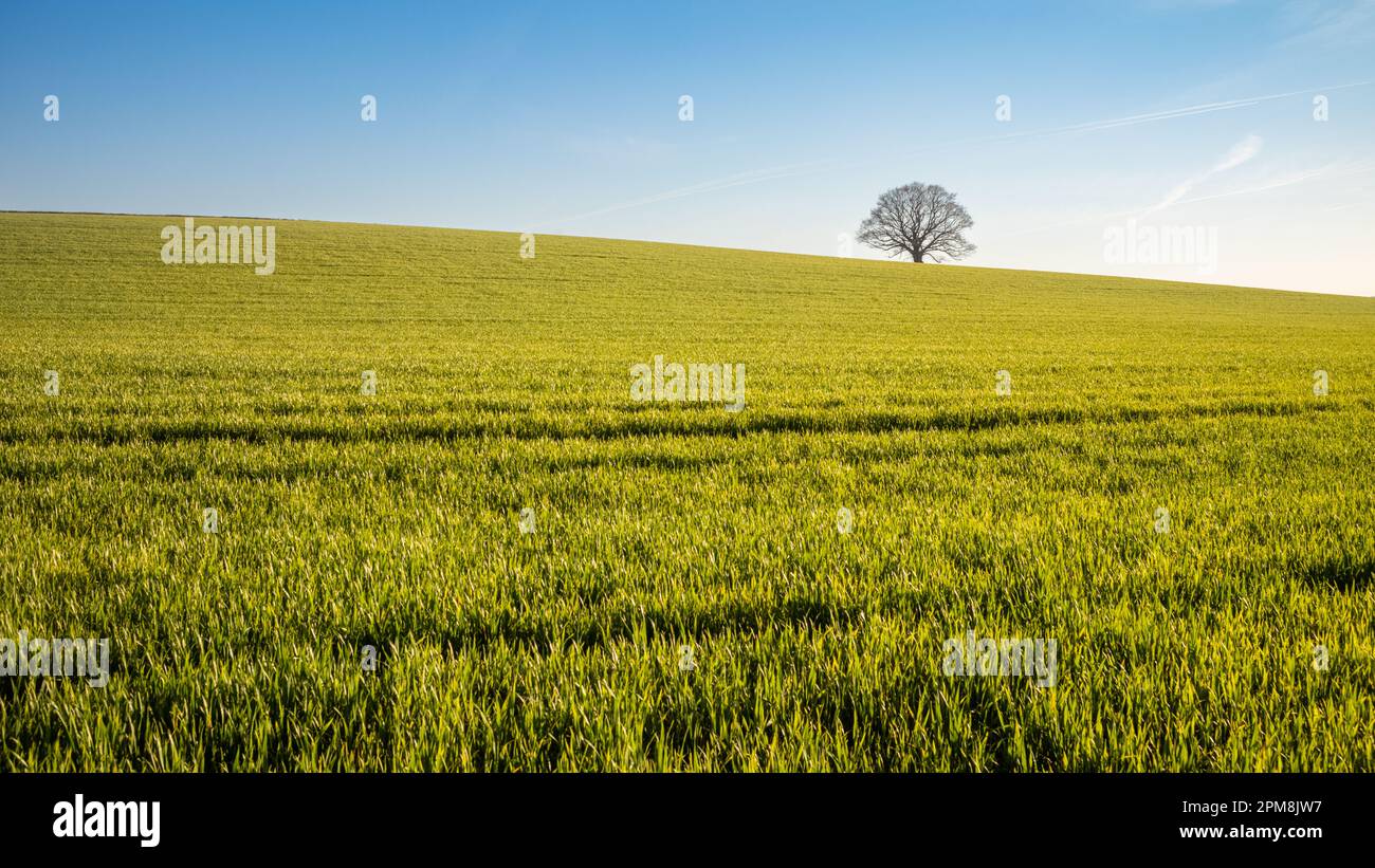 Un seul chêne est silhoueté contre le ciel au-dessus d'un fioeld de jeunes blé poussant à Billingshurst, West Sussex, Royaume-Uni. Banque D'Images