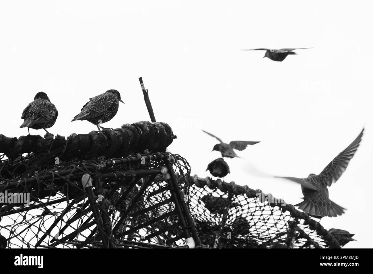 Monochrome, Common Starlings, Sturna vulgaris, assis SUR des pots de poisson-fard et de homard, Mudeford Quay, Christchurch, Royaume-Uni Banque D'Images