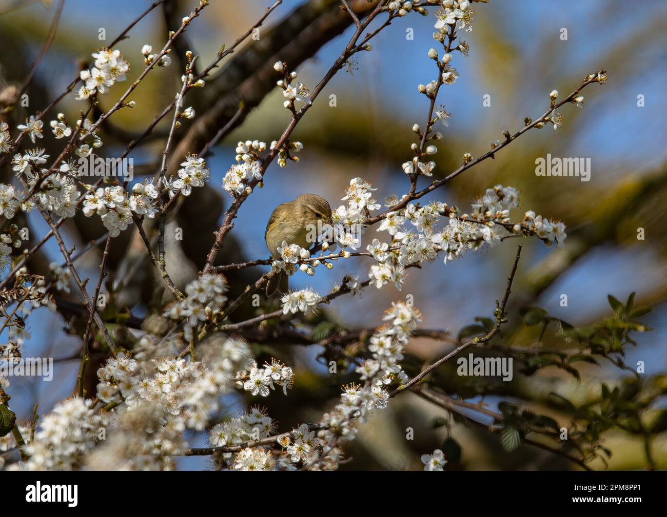 Un mousseline de printemps (Phylloscopus collybita) perchée au milieu d'une charge entière de fleurs de noir (Prunus spinosa). Suffolk, Royaume-Uni . Banque D'Images