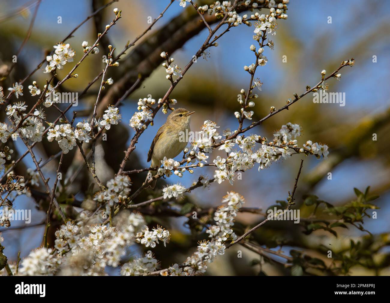 Un mousseline de printemps (Phylloscopus collybita) perchée au milieu d'une charge entière de fleurs de noir (Prunus spinosa). Suffolk, Royaume-Uni . Banque D'Images