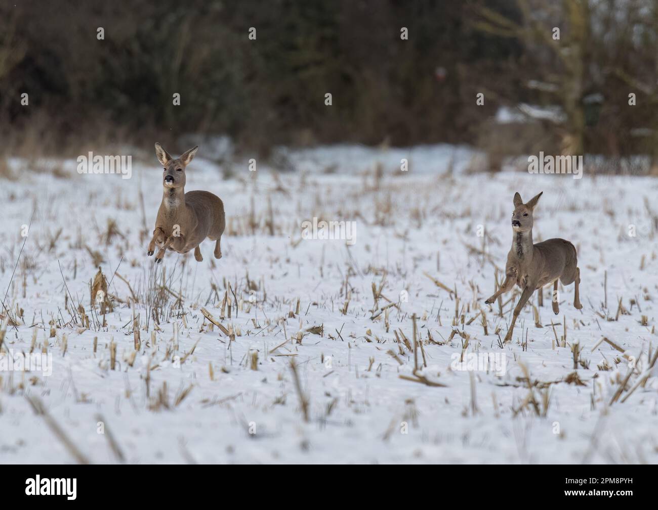 Nous avons le décollage. Une paire de cerfs de Roe (Capreolus capreolus) qui bondisent et bondisent sur les champs enneigés d'une ferme du Suffolk. ROYAUME-UNI Banque D'Images