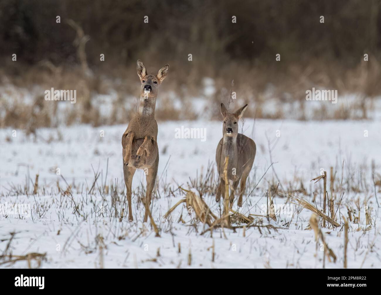 Nous avons le décollage. Une paire de cerfs de Roe (Capreolus capreolus) qui bondisent et bondisent sur les champs enneigés d'une ferme du Suffolk. ROYAUME-UNI Banque D'Images