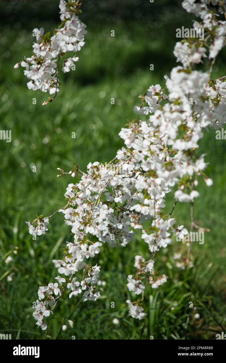 Fleur de printemps blanche de cerisier ornemental prunus la mariée dans le jardin du Royaume-Uni avril Banque D'Images