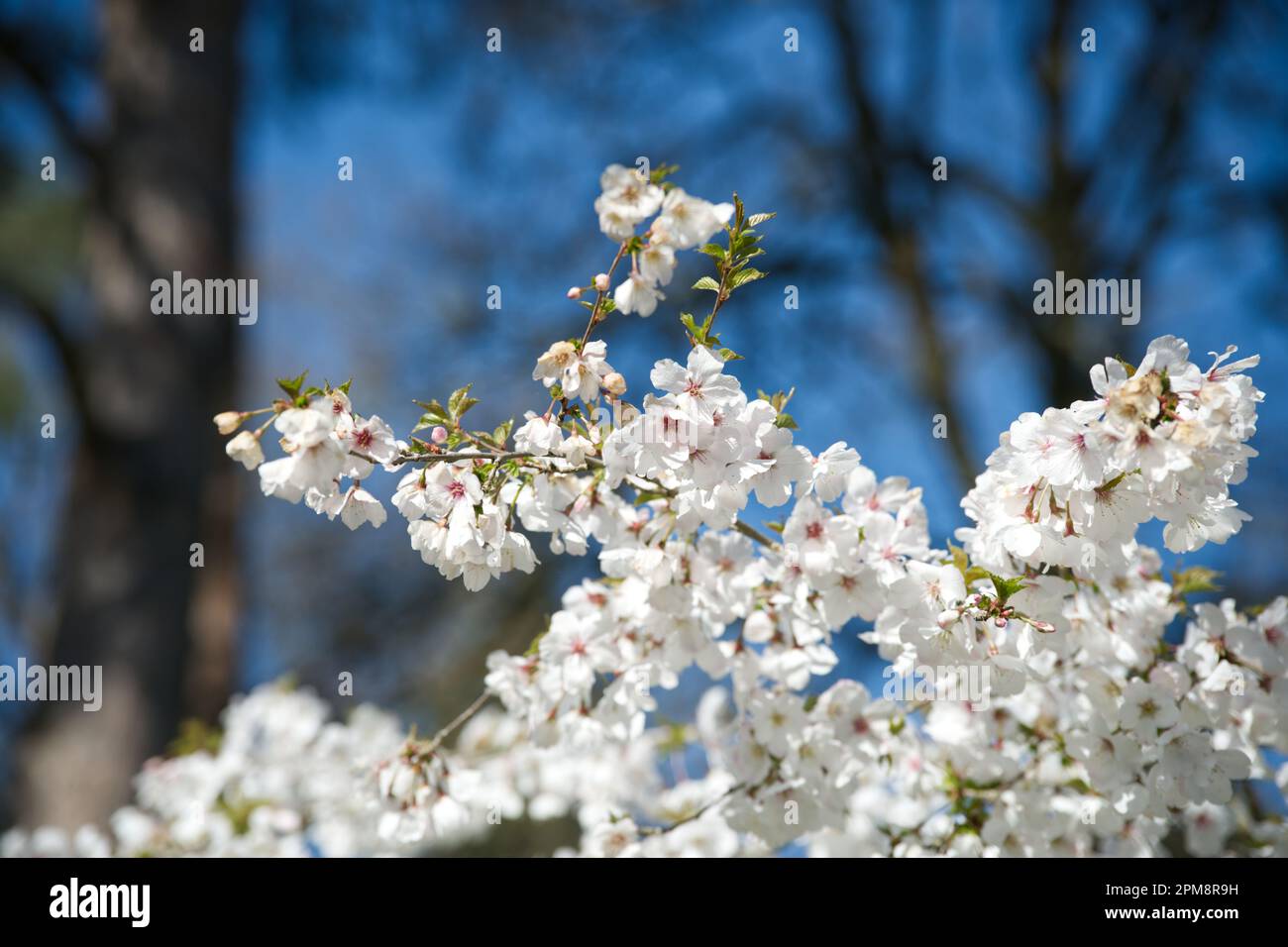 Fleur de printemps blanche de cerisier ornemental prunus la mariée dans le jardin du Royaume-Uni avril Banque D'Images