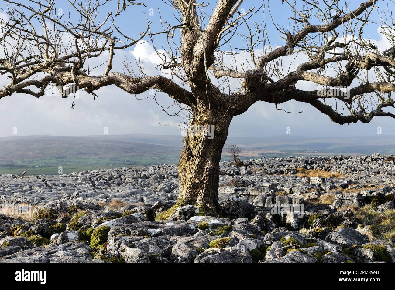 Arbre poussant à partir d'un pavé calcaire, Twisleton, Yorkshire Dales, Royaume-Uni Banque D'Images