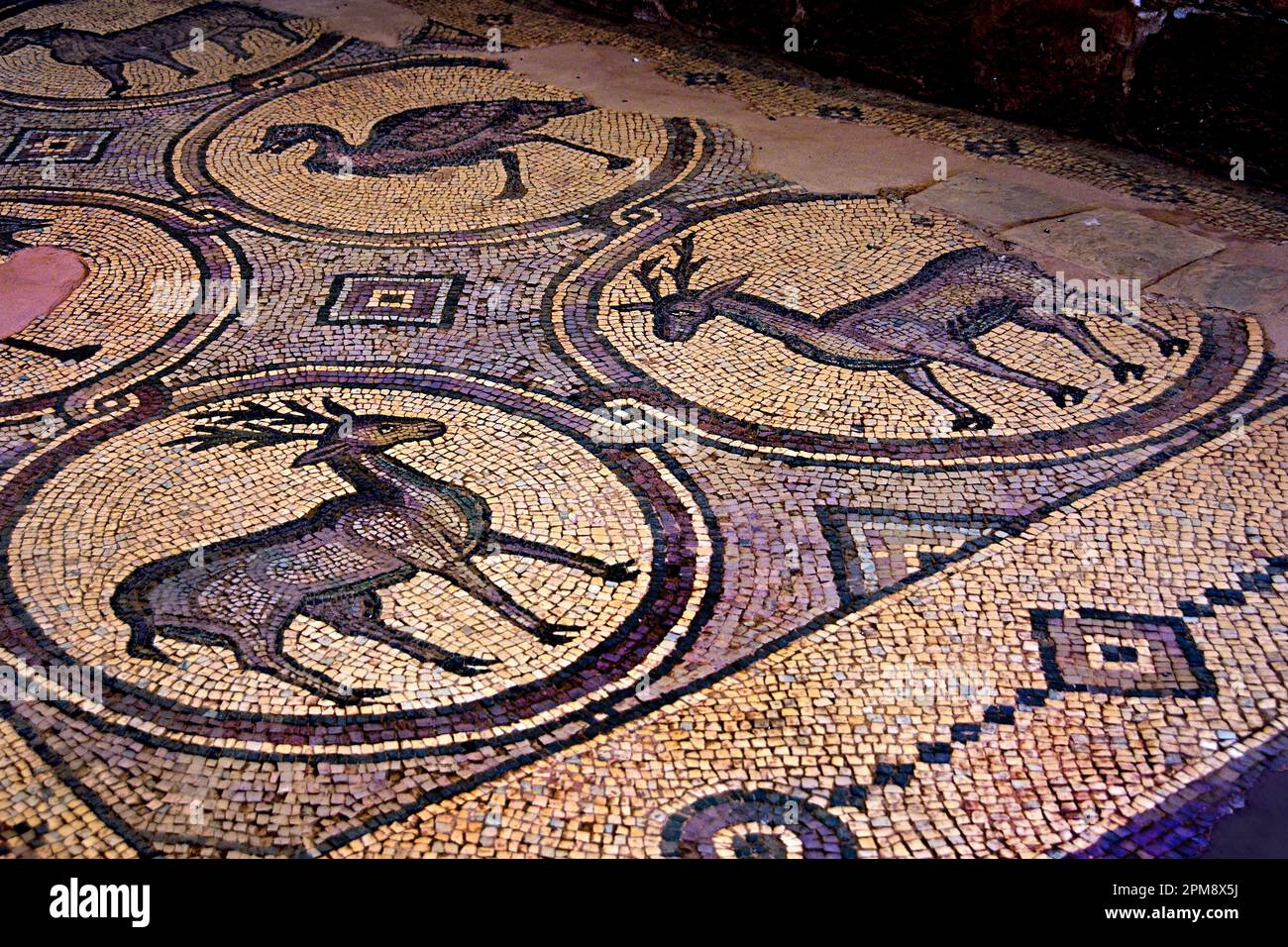 Mosaïques de l'église byzantine ville de Petra Caravan-ville nabatéenne façade découpée en pierre Jordan grès sculpté désert de roche. Banque D'Images