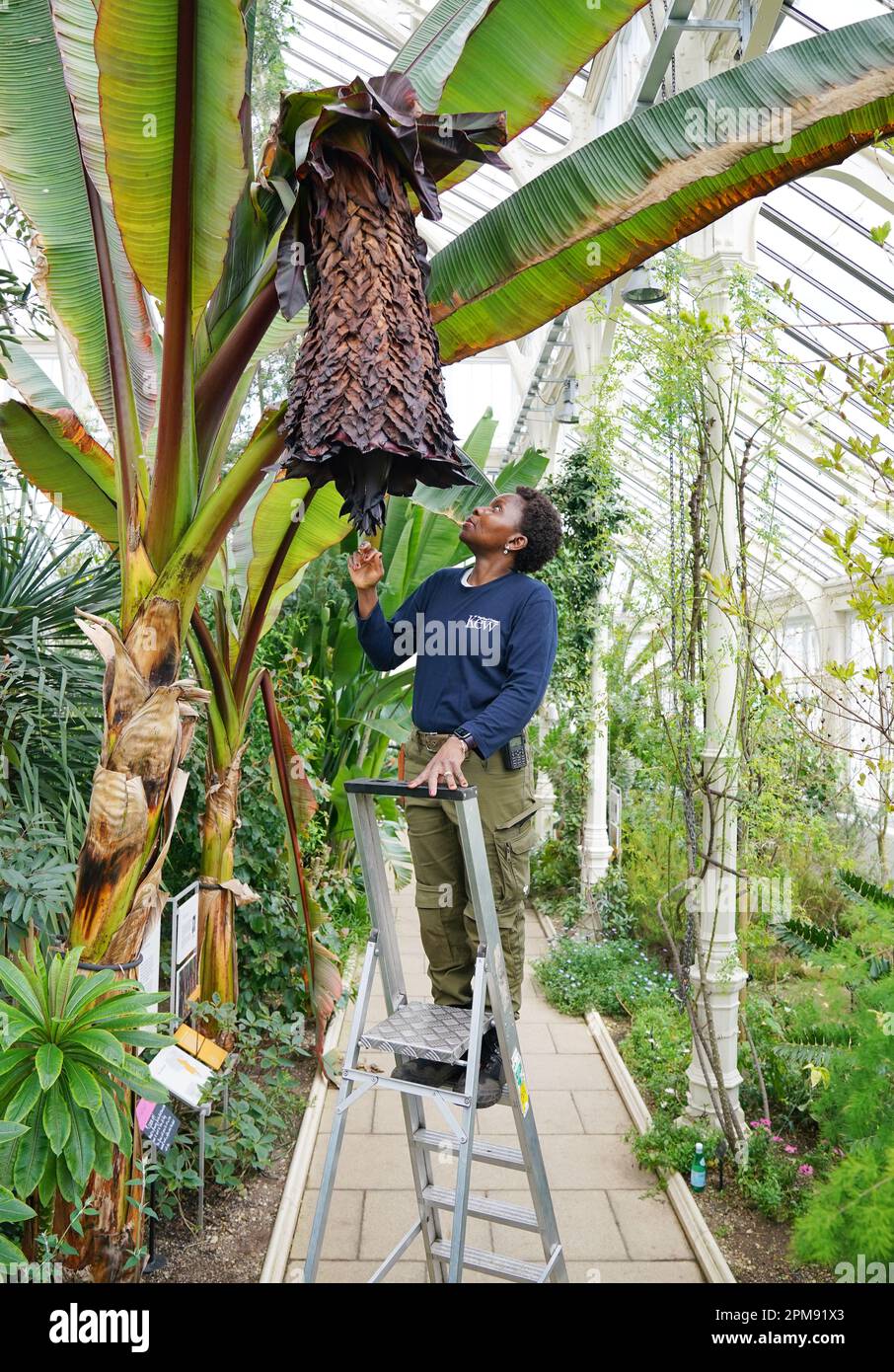 ENSET, le remarquable arbre contre la faim d'Ethiopie, fleurit pour la première fois, dans les jardins de Kew à Londres, où il est tendance à être par Kew Apprentice Florence Akanbi-Guei. En raison de sa polyvalence remarquable, de sa résistance à la sécheresse et de sa tolérance aux maladies, ENSET est une source de nutrition de base pour plus de 20 millions de personnes en Éthiopie. Date de la photo: Mercredi 12 avril 2023. Banque D'Images