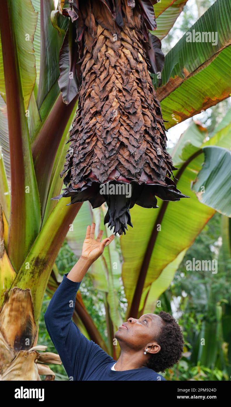 ENSET, le remarquable arbre contre la faim d'Ethiopie, fleurit pour la première fois, dans les jardins de Kew à Londres, où il est tendance à être par Kew Apprentice Florence Akanbi-Guei. En raison de sa polyvalence remarquable, de sa résistance à la sécheresse et de sa tolérance aux maladies, ENSET est une source de nutrition de base pour plus de 20 millions de personnes en Éthiopie. Date de la photo: Mercredi 12 avril 2023. Banque D'Images