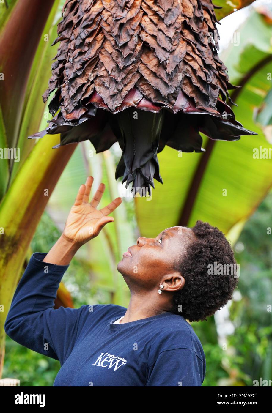ENSET, le remarquable arbre contre la faim d'Ethiopie, fleurit pour la première fois, dans les jardins de Kew à Londres, où il est tendance à être par Kew Apprentice Florence Akanbi-Guei. En raison de sa polyvalence remarquable, de sa résistance à la sécheresse et de sa tolérance aux maladies, ENSET est une source de nutrition de base pour plus de 20 millions de personnes en Éthiopie. Date de la photo: Mercredi 12 avril 2023. Banque D'Images