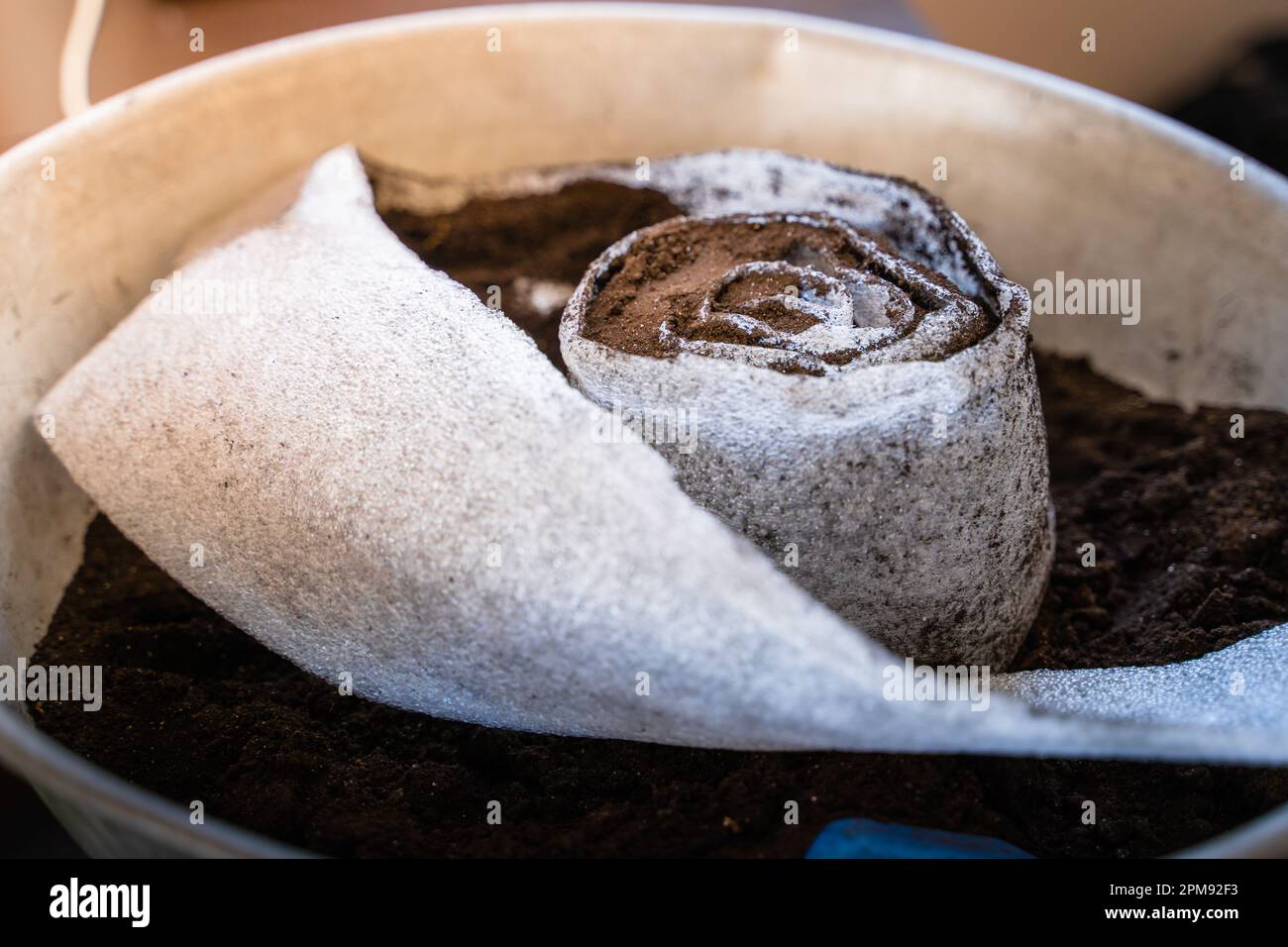 Préparation de semis dans un rouleau de polyéthylène mousse. Le sol contenant des semences de plantes est emballé dans un rouleau pour la germination des semis au printemps. Méthode d'enregistrement Banque D'Images