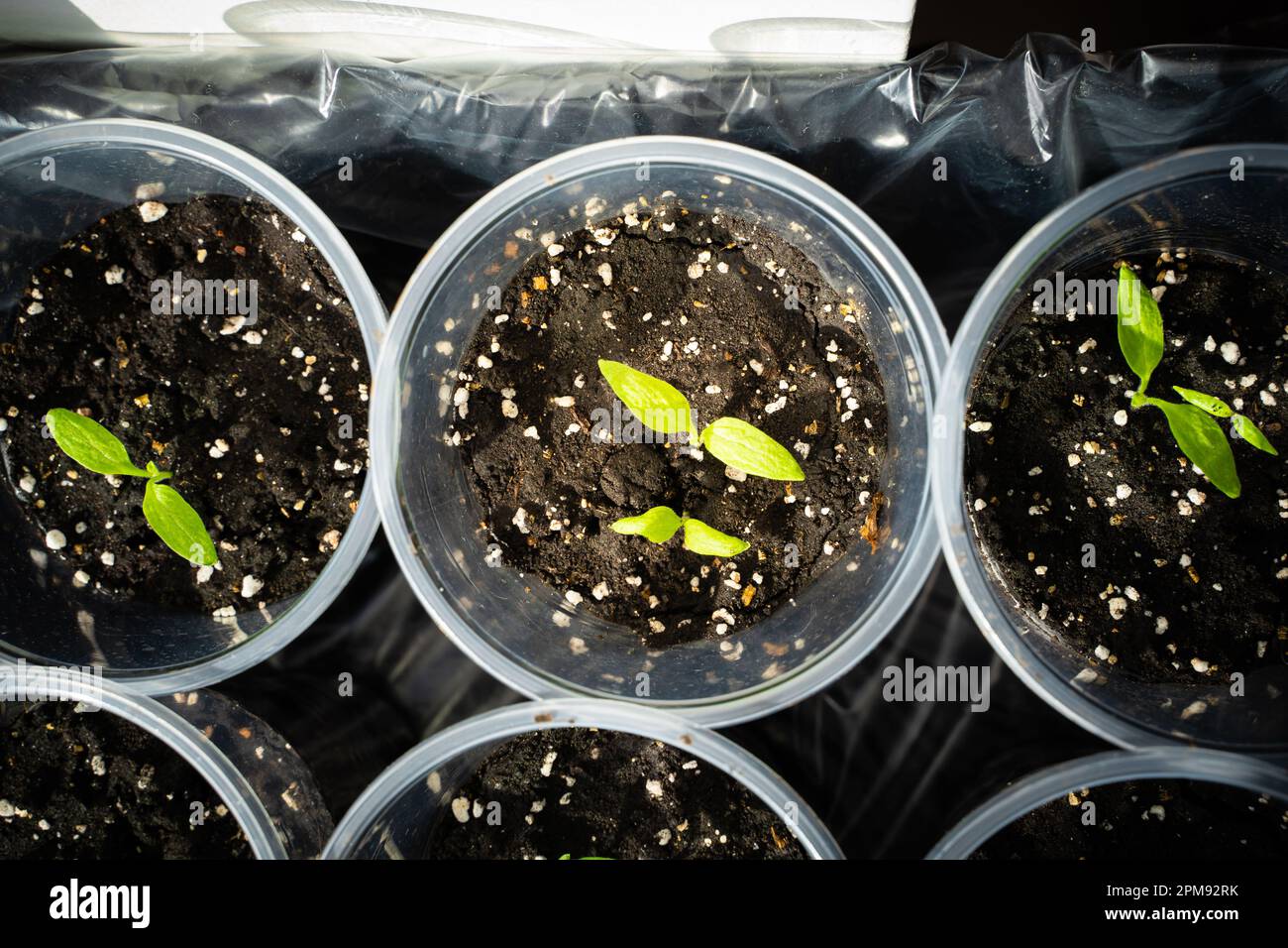 Gros plan sur les semis d&amp;#39;aubergine. Germination des graines de légumes ...
