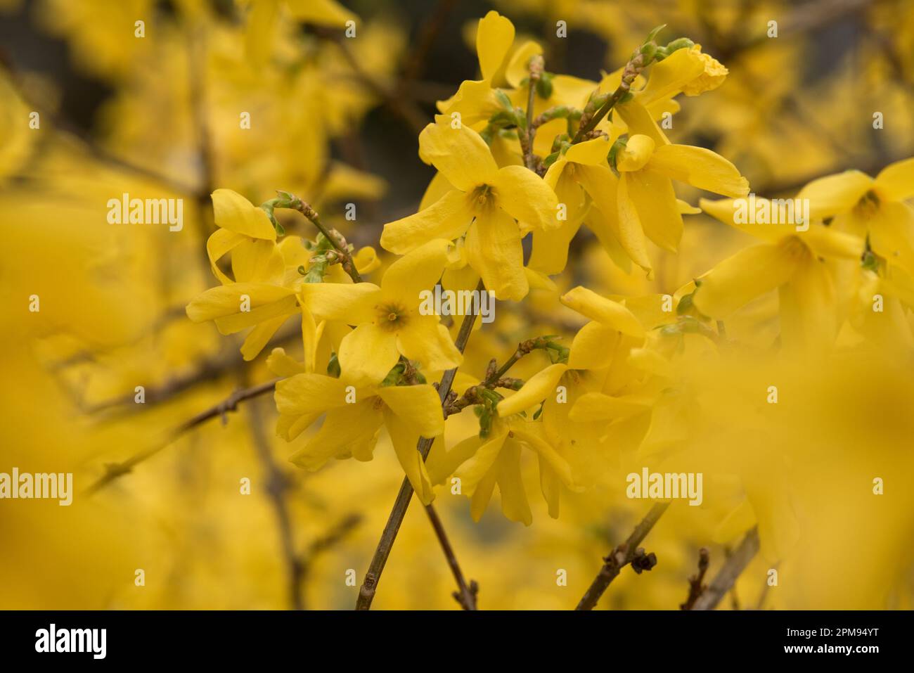dei bei fiori gialli di forsizia dans primavera Banque D'Images