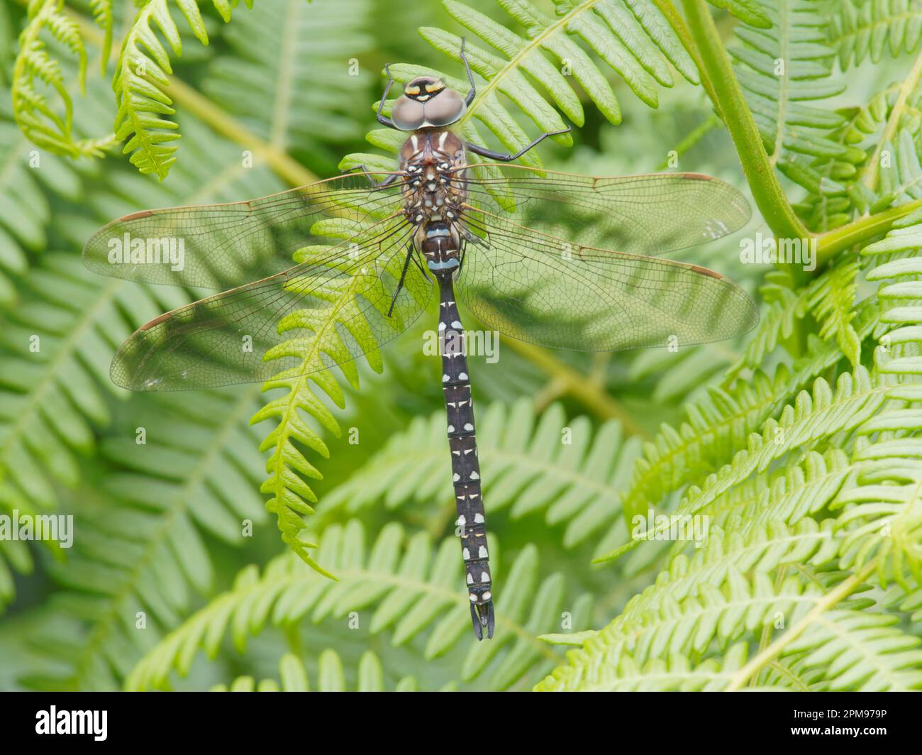 Common Hawker Dragonfly Aeshna juncea Beinn Eighe, Écosse, Royaume-Uni IN004178 Banque D'Images