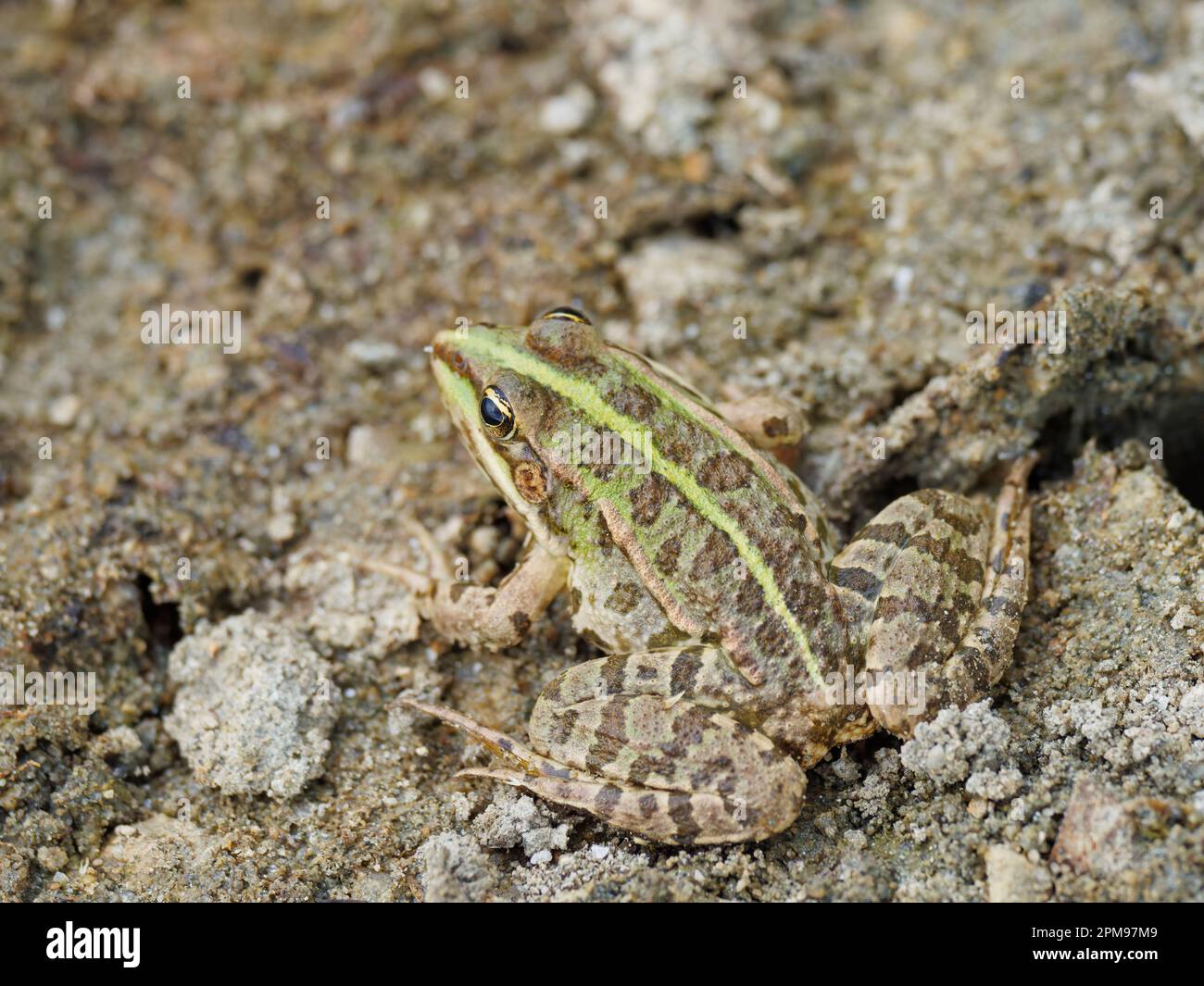 Grenouille de marais Pélophylax ridibundus Bulgarie RE000477 Banque D'Images